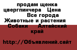 продам щенка цвергпинчера › Цена ­ 15 000 - Все города Животные и растения » Собаки   . Алтайский край